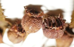 Crataegus schuettei