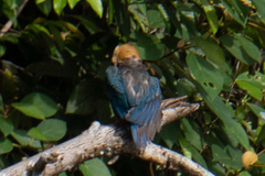 Pelargopsis capensis