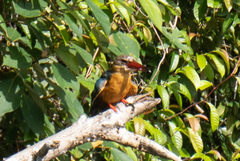 Pelargopsis capensis