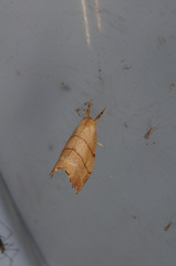 Drepana bilineata