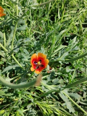Glaucium corniculatum
