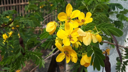 Senna surattensis