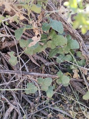 Aristolochia wrightii