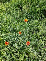 Glaucium corniculatum