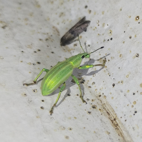 Phaops ambitiosus
