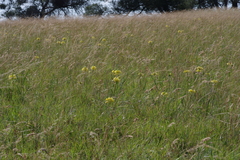 Eulophia welwitschii