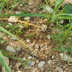 Gastrimargus marmoratus