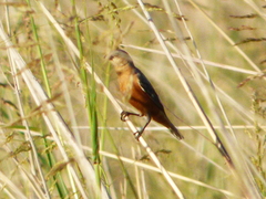Sporophila hypoxantha