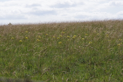 Eulophia welwitschii