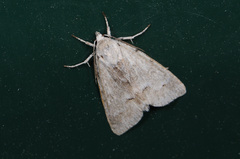 Acronicta innotata