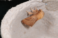 Malacosoma disstria
