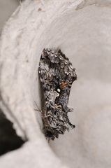 Syngrapha octoscripta