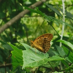 Argynnis sagana