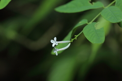 Wikstroemia mononectaria
