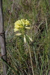 Eulophia welwitschii