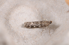 Dioryctria
