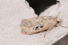 Xestia normanianus
