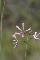 Brachystelma rubellum