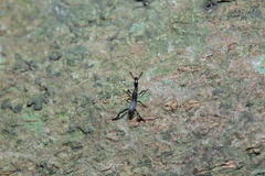 Cyphagogus