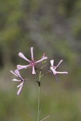 Brachystelma rubellum