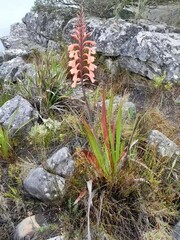 Watsonia tabularis