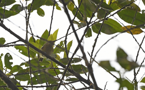 Yellow-breasted Antwren (Herpsilochmus axillaris), photo 3
