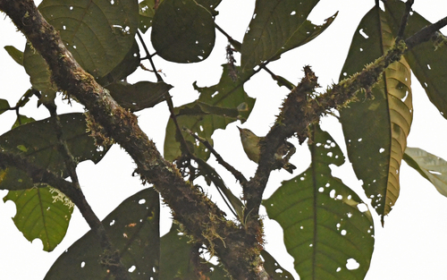 Yellow-breasted Antwren (Herpsilochmus axillaris), photo 4