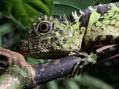 Gonocephalus liogaster