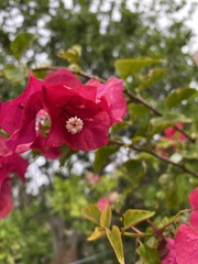 Bougainvillea