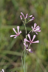 Brachystelma rubellum