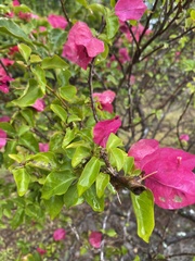 Bougainvillea
