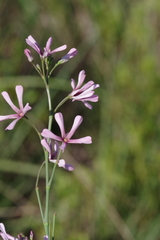 Brachystelma rubellum