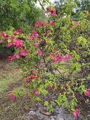 Bougainvillea