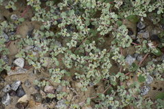 Tidestromia lanuginosa