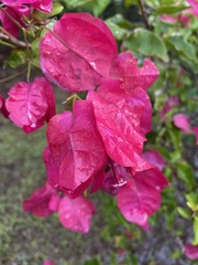 Bougainvillea