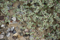 Tidestromia lanuginosa