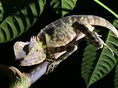 Gonocephalus liogaster