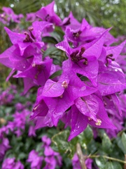 Bougainvillea