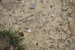 Bouteloua trifida