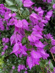 Bougainvillea