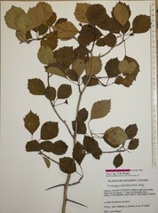 Crataegus suborbiculata