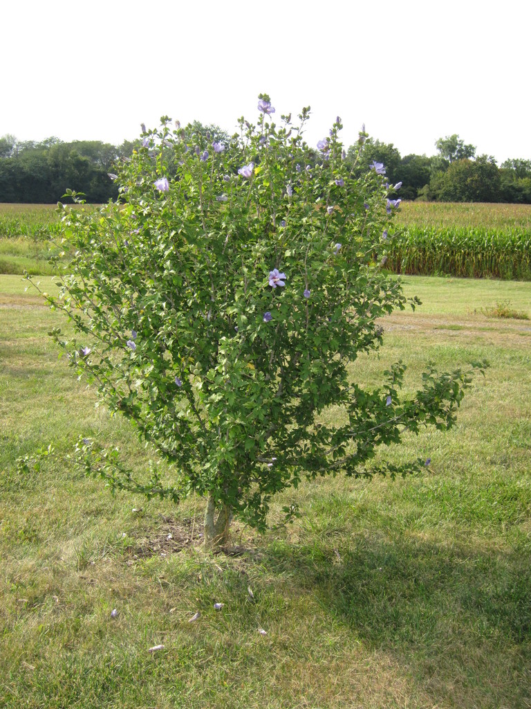 Rose of Sharon (Invasive Exotic Plants of North Carolina) · iNaturalist