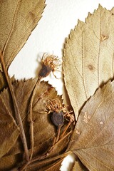 Crataegus suborbiculata