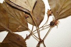 Crataegus suborbiculata