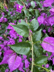 Bougainvillea