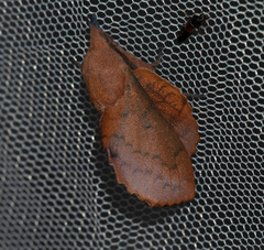 Gastropacha quercifolia