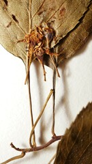 Crataegus suborbiculata