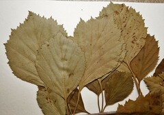 Crataegus suborbiculata