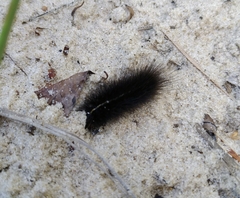 Spilosoma lubricipeda