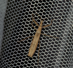 Sastrapada baerensprungi